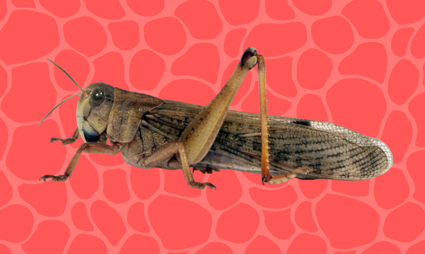 post_تابعوا الجمال حينما يرفُ على جناح 